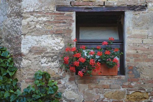 Italy, San Quirico dOrcia Flowers in a window